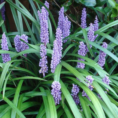 Kings Liriope Muscari  1.3l