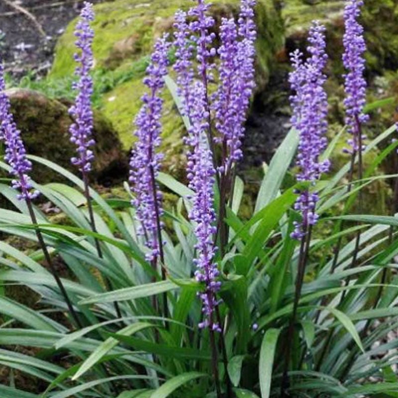 Kings Liriope Muscari 'royal Purple' - 1.3l