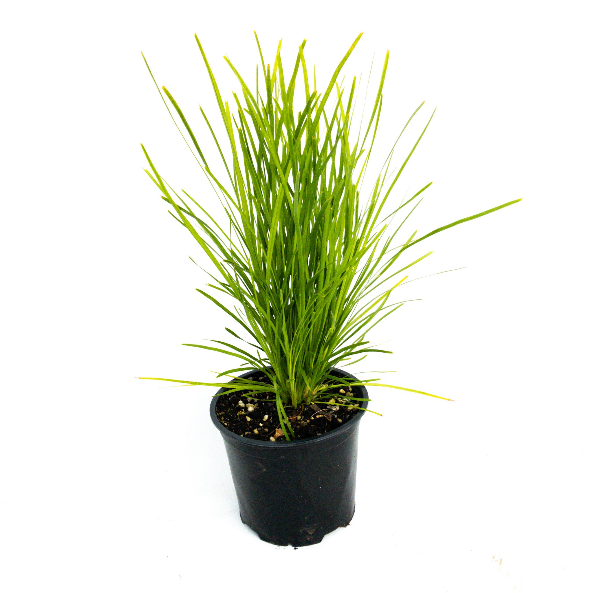 Lomandra Lime Tuff 1.5l
