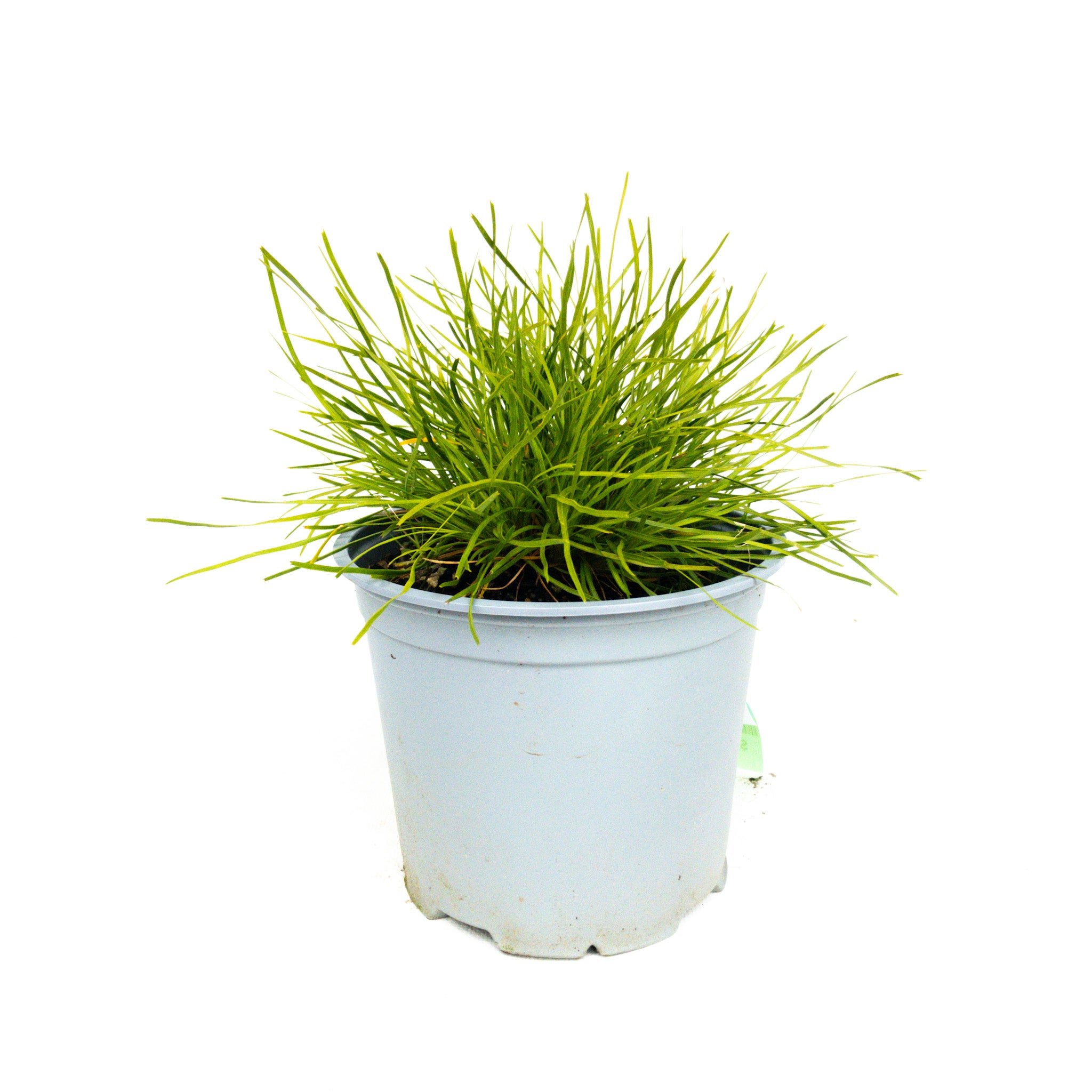 Lomandra Little Con 1.5l