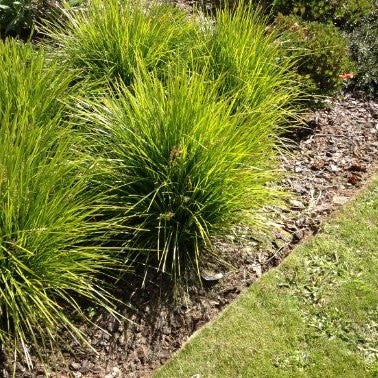 Lomandra Sp 'little Lime' - 1.3l