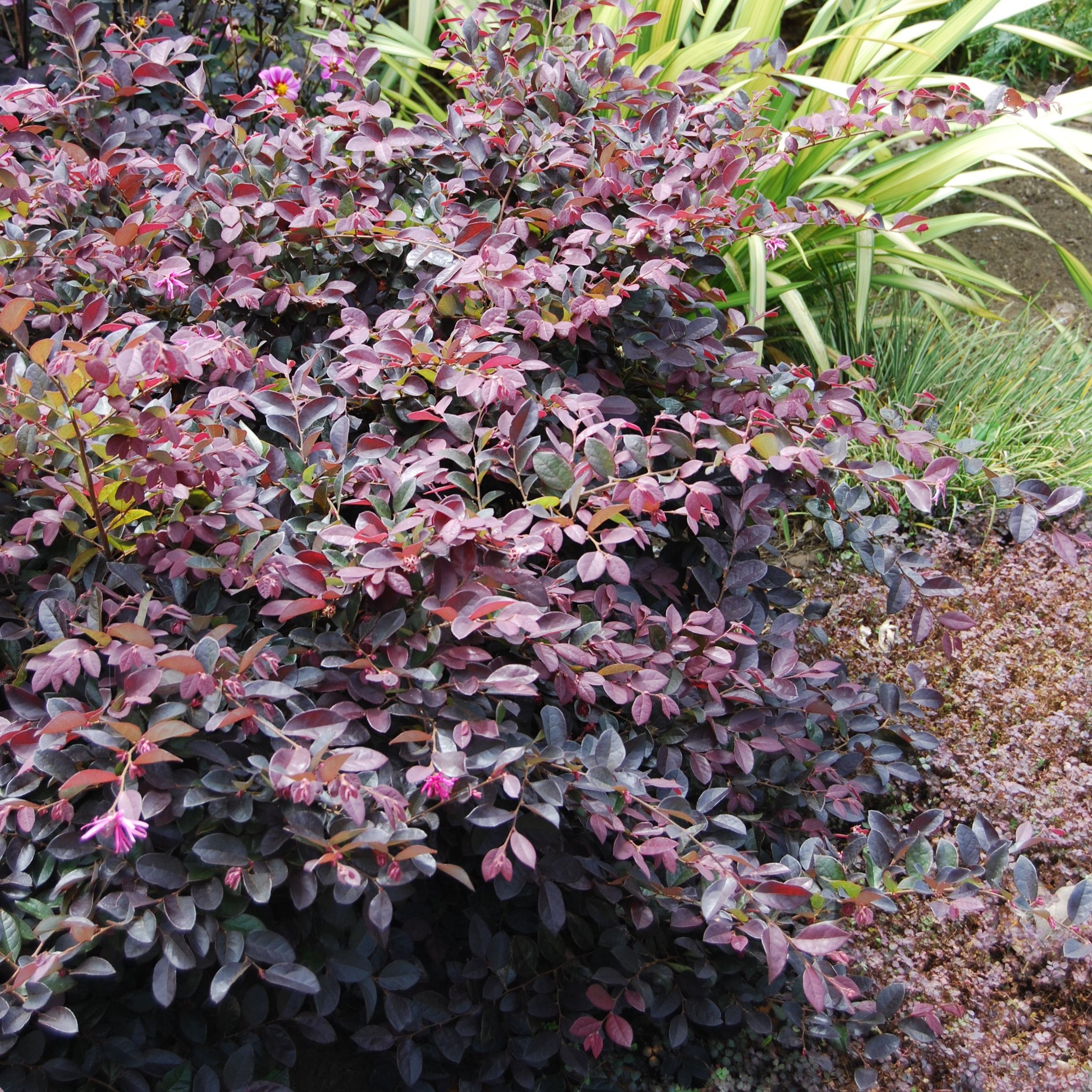 Loropetalum Chinense 'burgundy' (fringe Flower) - 2.5l