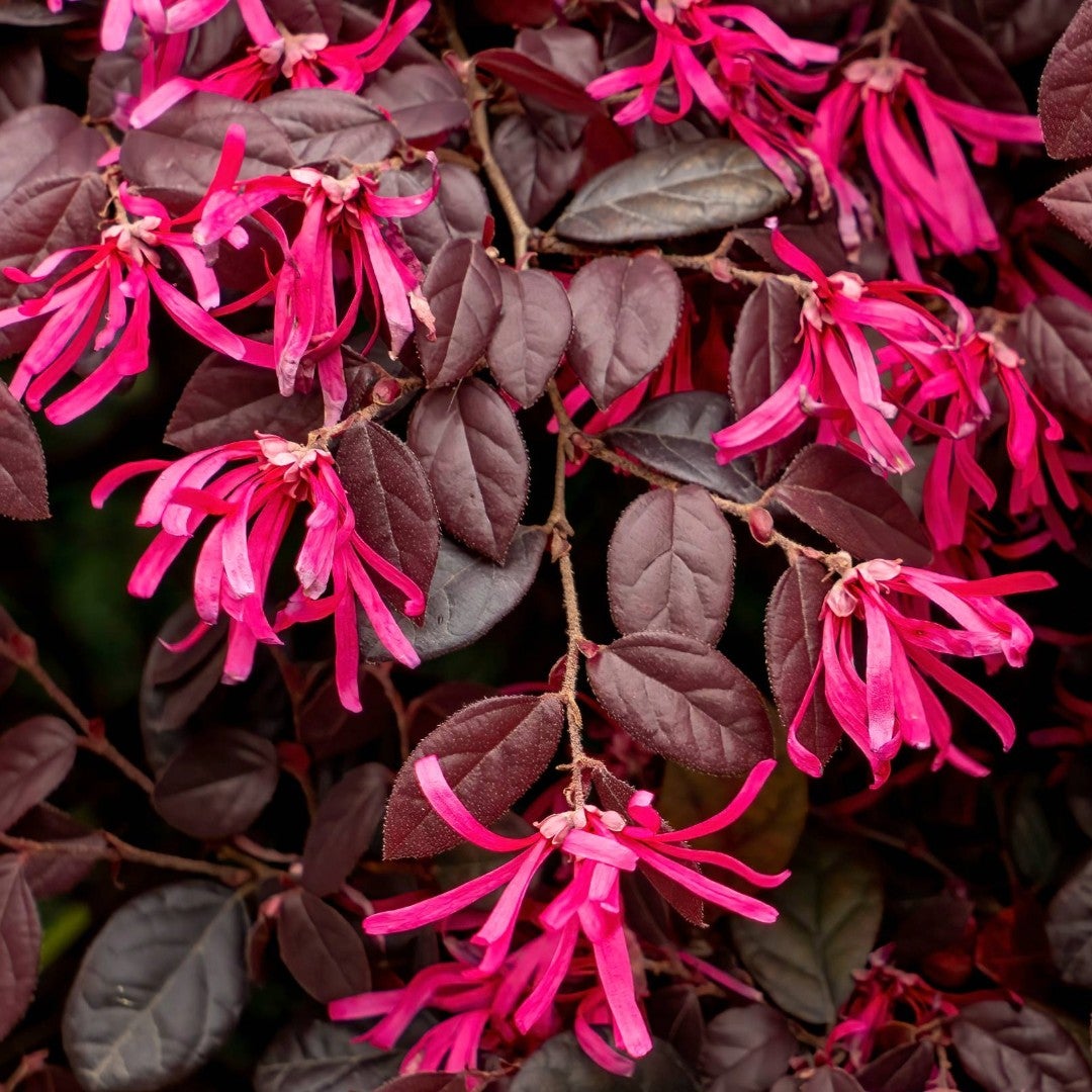 Loropetalum Chinese China Pink