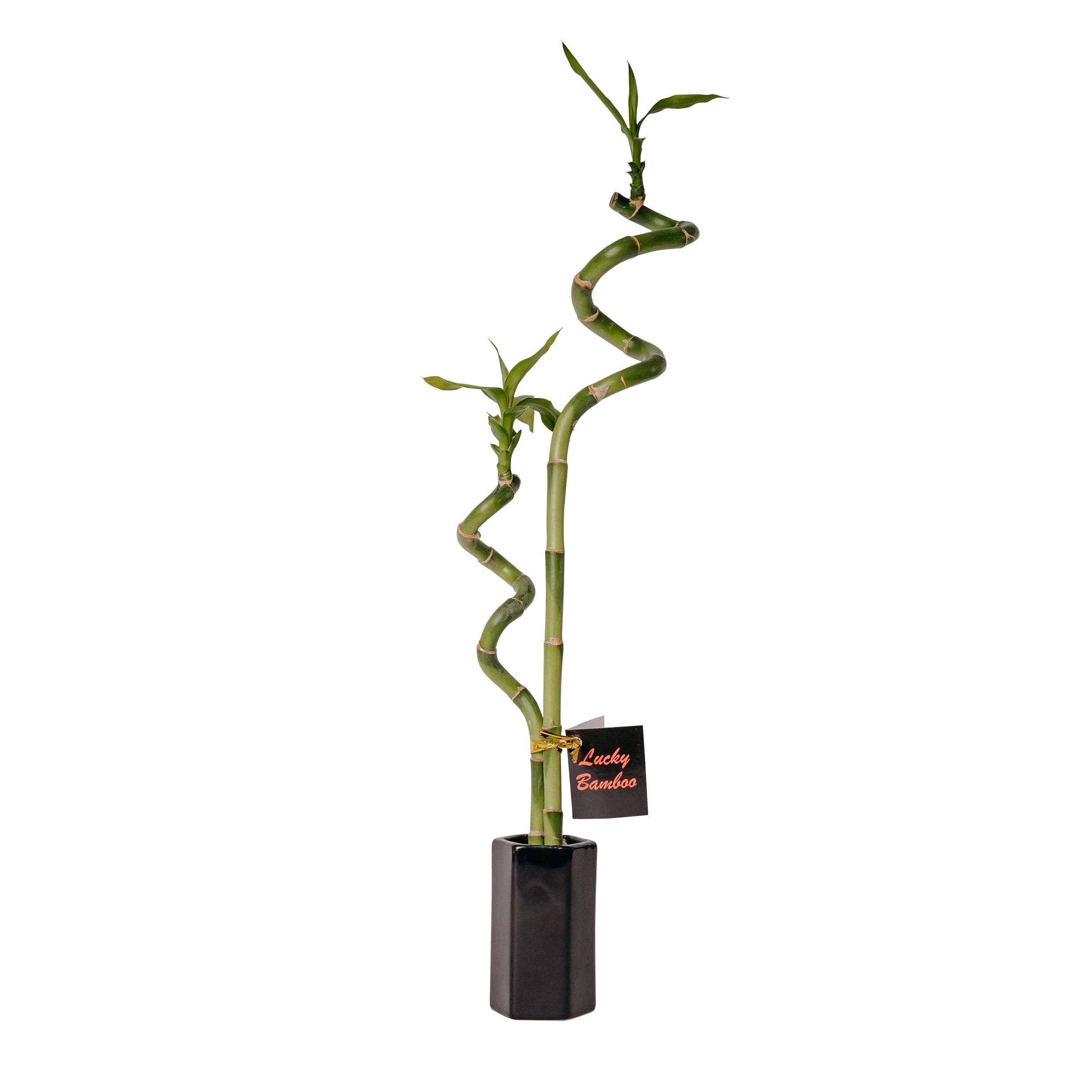 Lucky Bamboo Double (dracaena Sanderiana) | Foliage | Kings Plant Barn | NZ  Garden Centres, Shop Online, Cafes