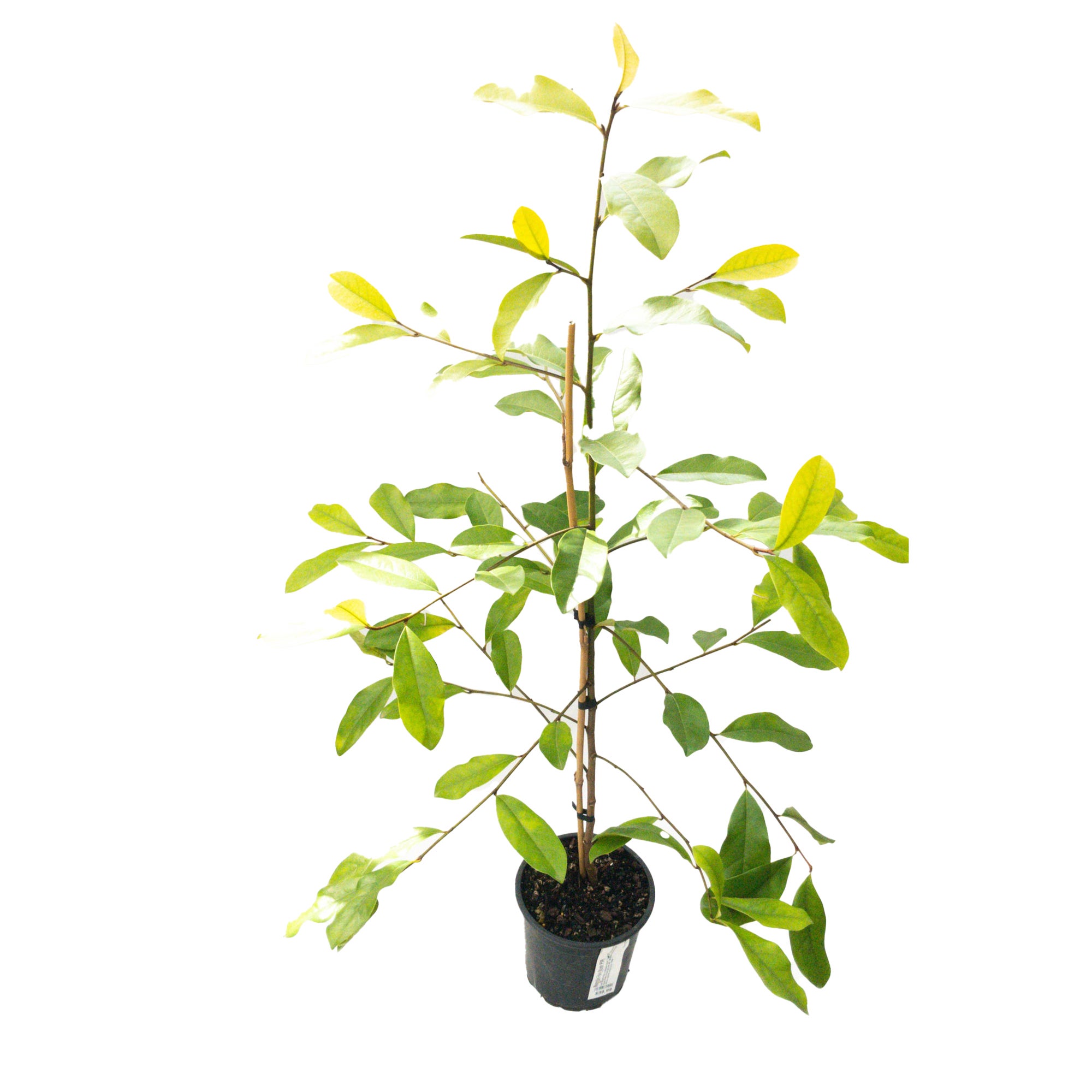 Magnolia 'fairy Blush' - 2.5l