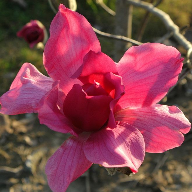 Magnolia Hybrid 'vulcan' - Pb28