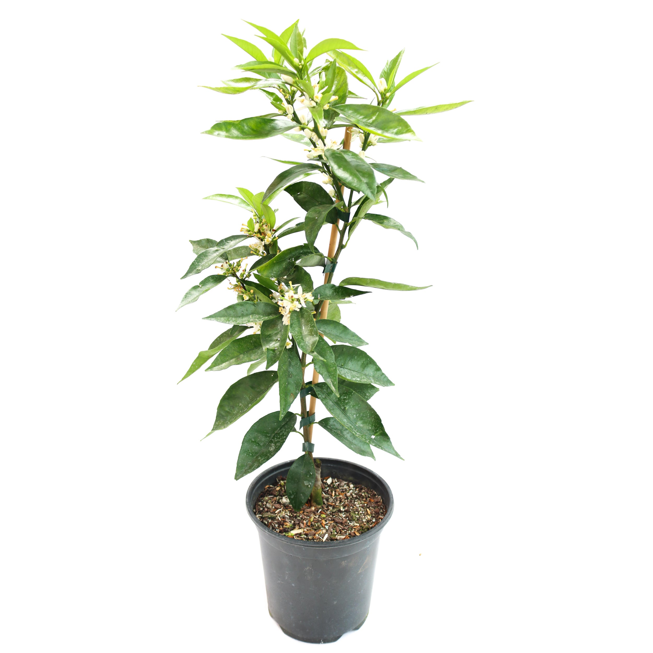 Mandarin 'clementine' Dwarf - 3.5l