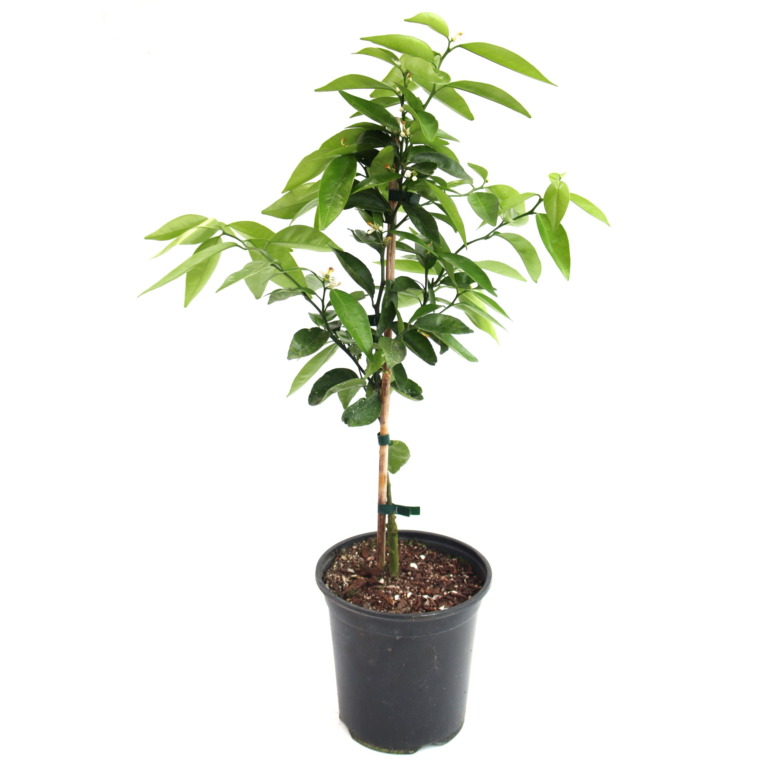 Kings Mandarin 'encore' - 3.5l