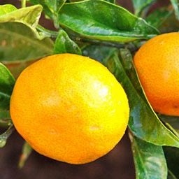 Mandarin 'miho' - 3.5l
