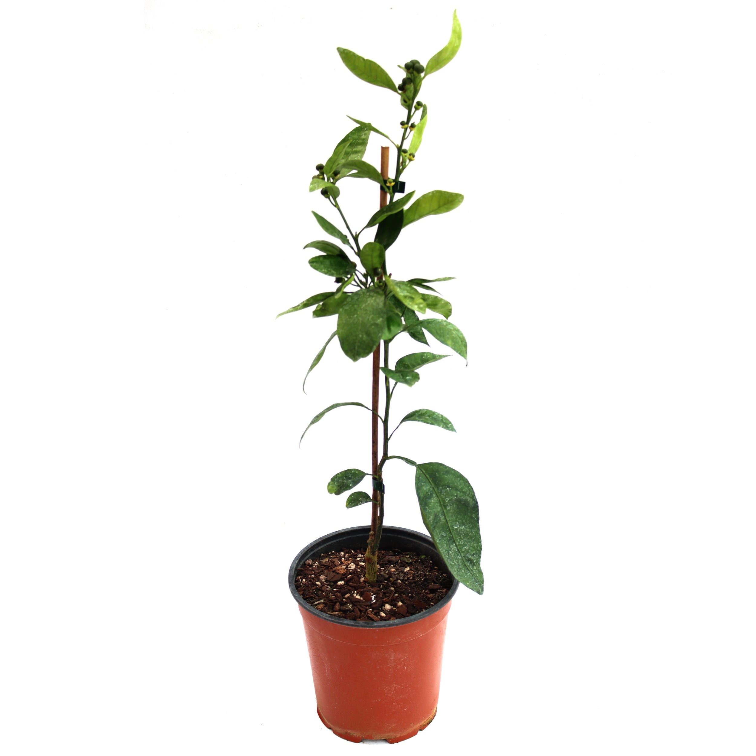 Mandarin 'miho' Dwarf - 3.5l