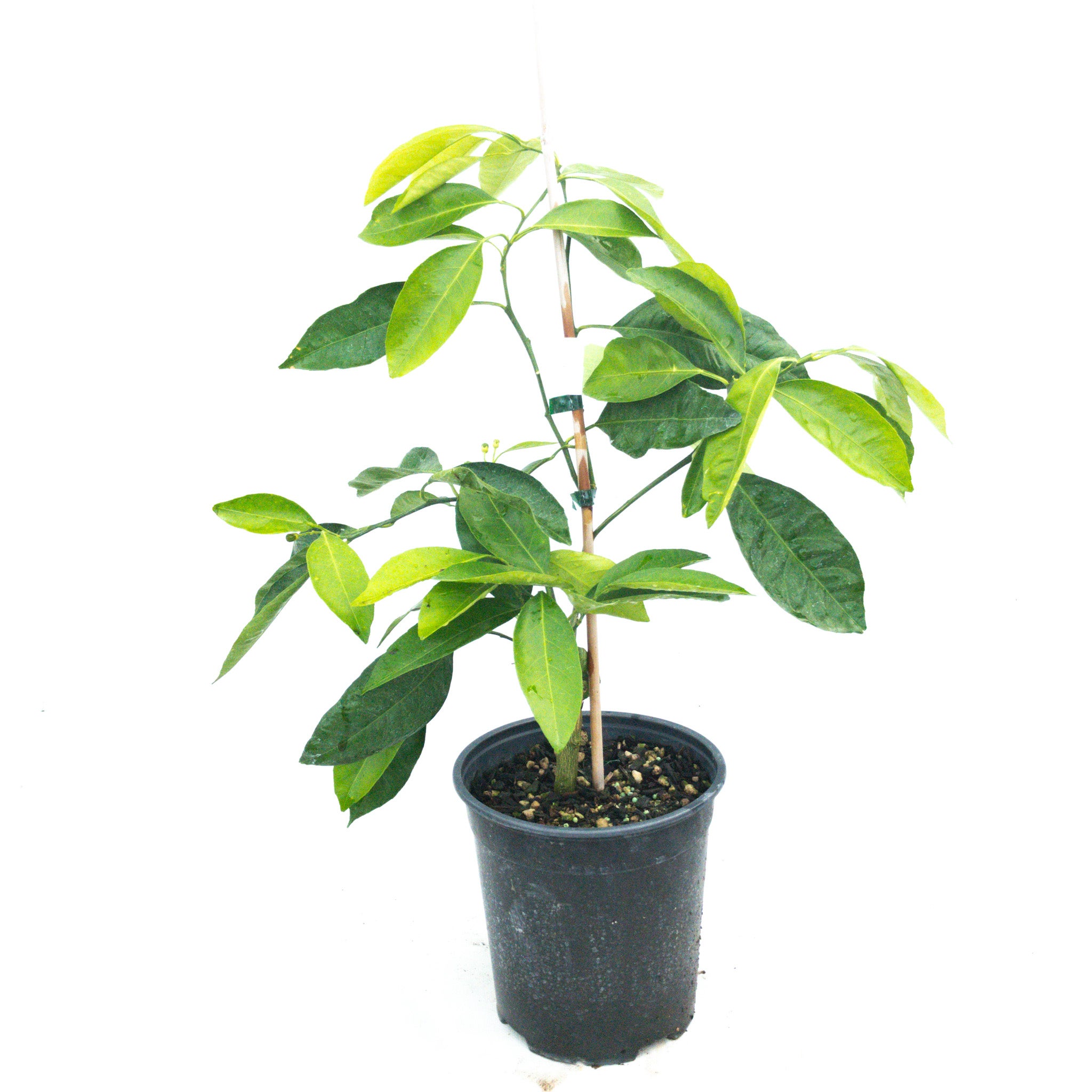 Mandarin 'silverhill' - 3.5l