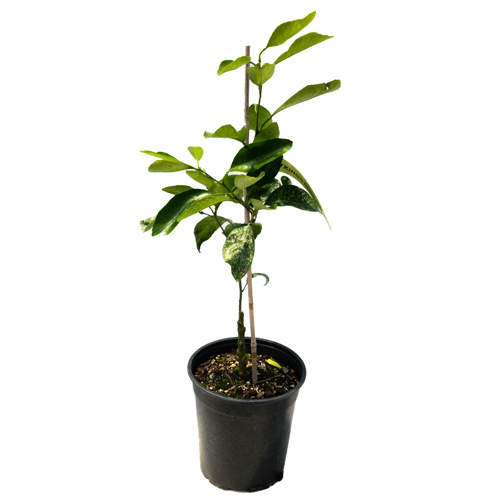 Mandarin 'silverhill'  Trifoliata- 3.5l