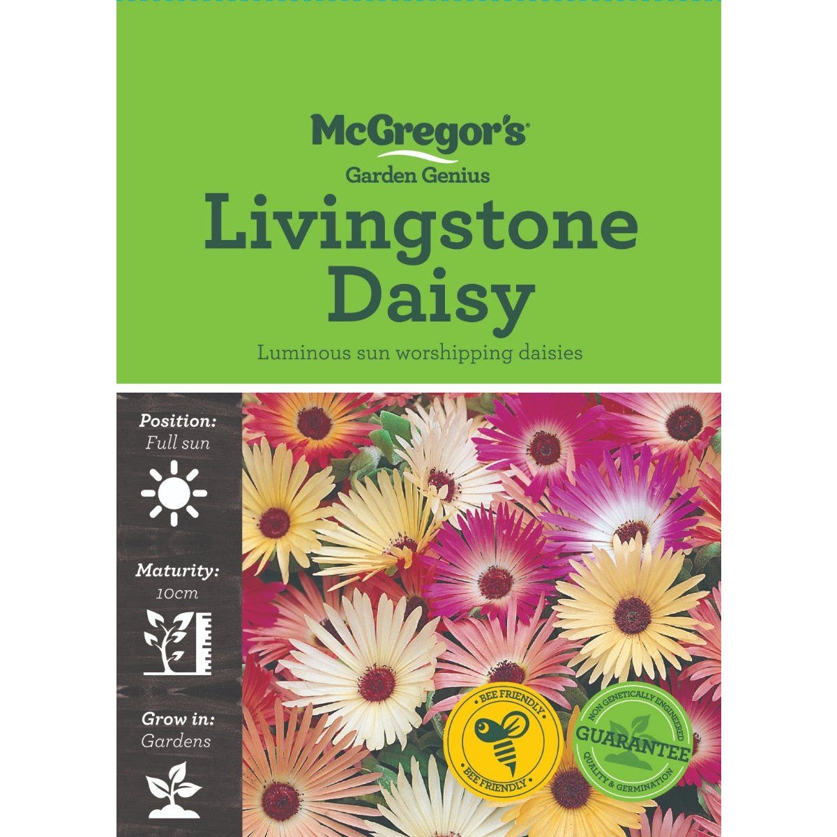 Mcgregor's Livingstone Daisy Flower