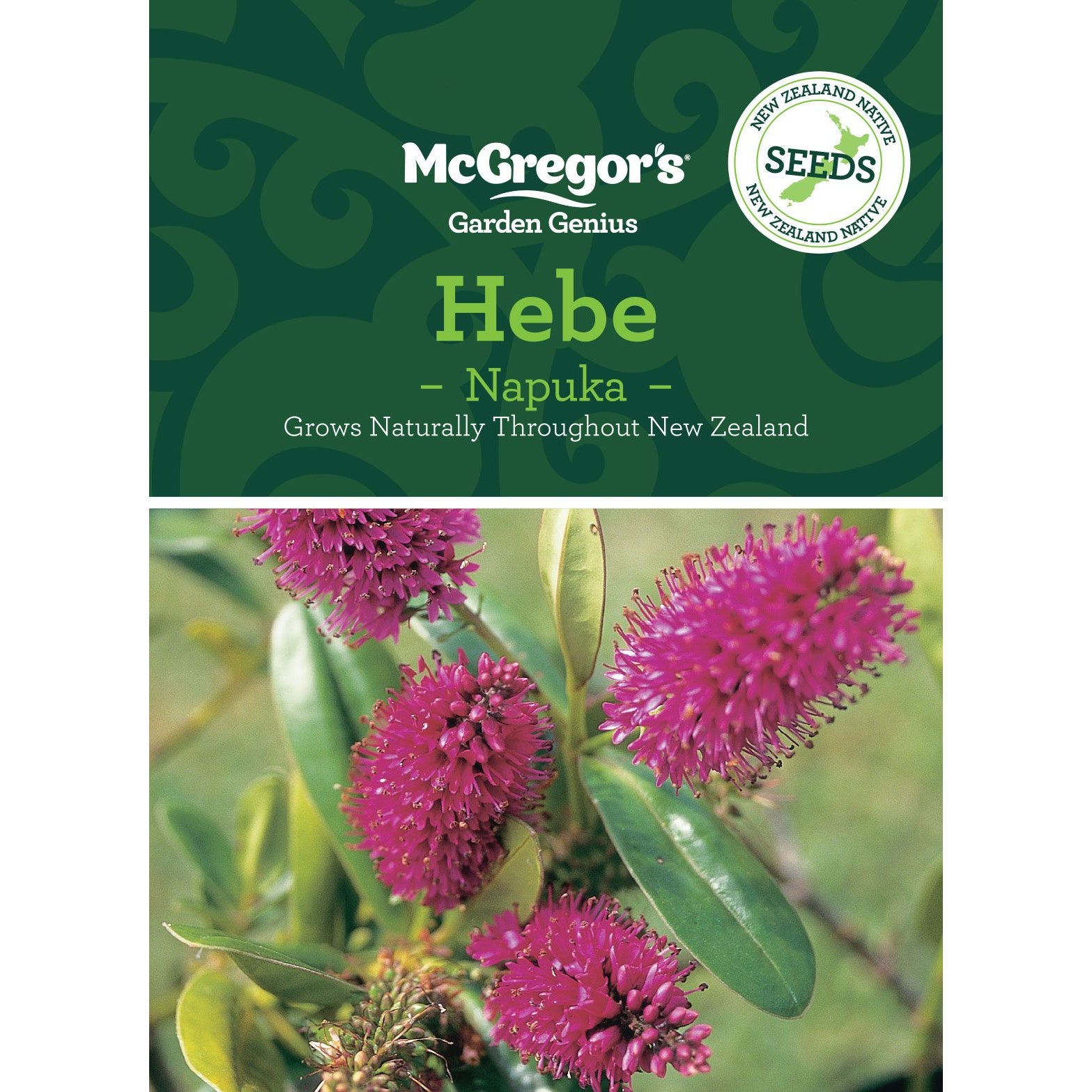 Mcgregor's Nz Native Hebe