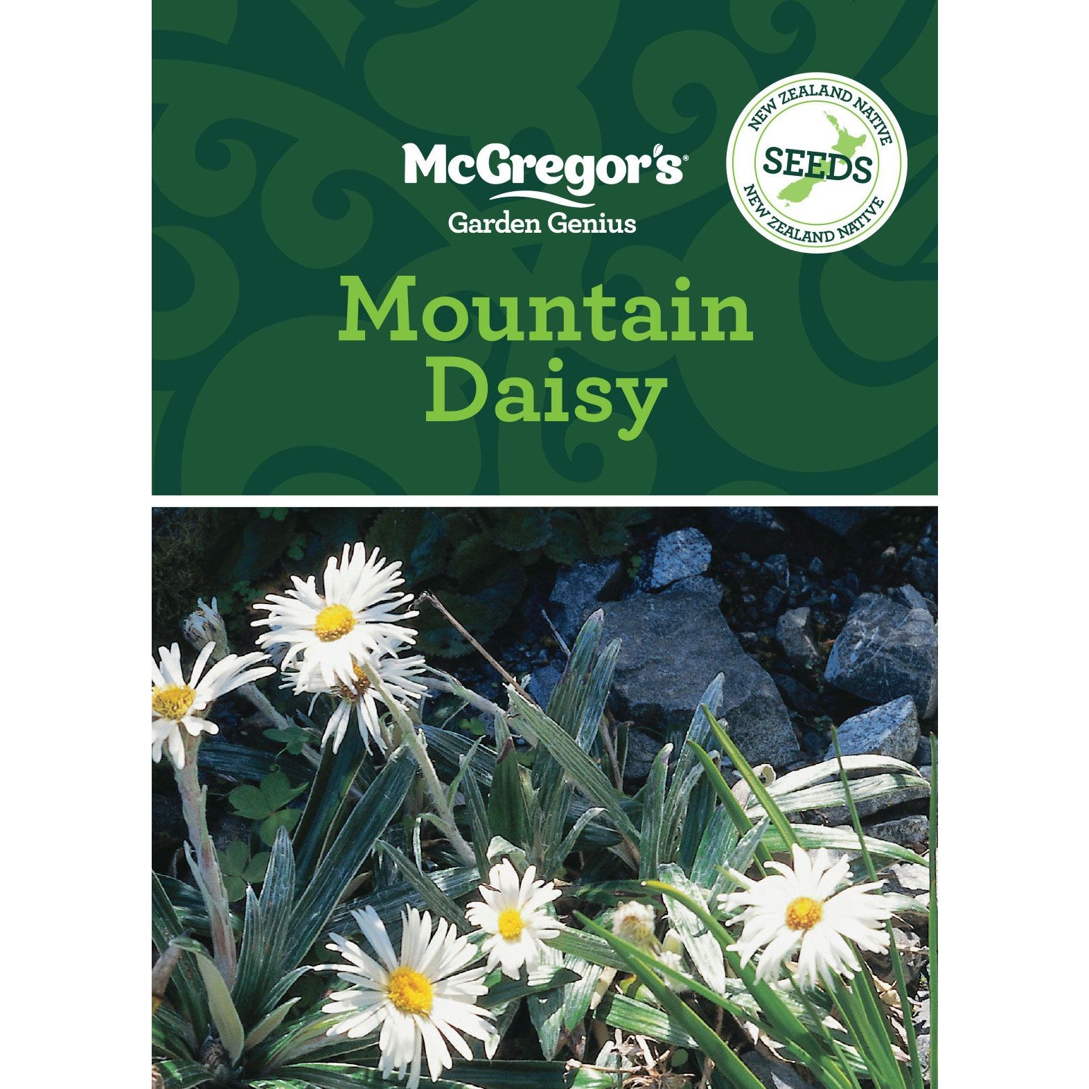Mcgregor's Nz Native Mountain Daisy