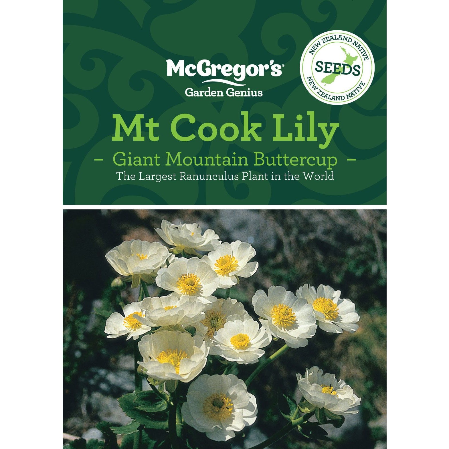 Mcgregor's Nz Native Mt Cook Lily