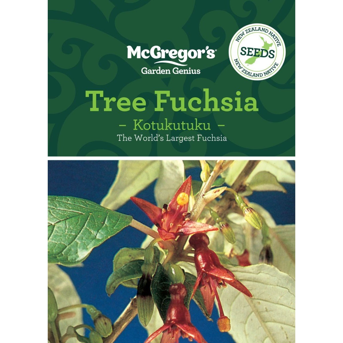 Mcgregor's Nz Native Tree Fuchsia Kotukutuku