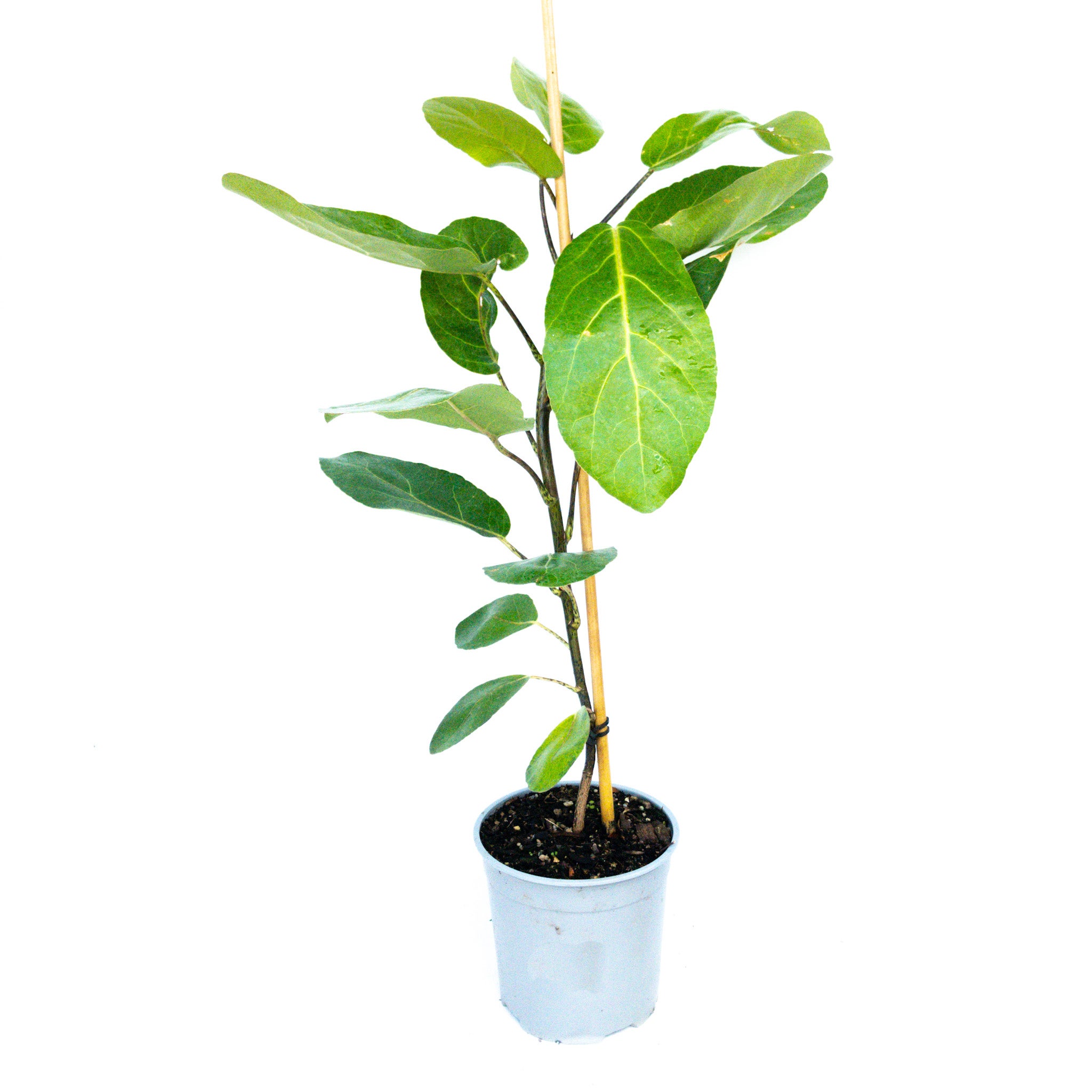 Meryta Sinclairii 2.5l
