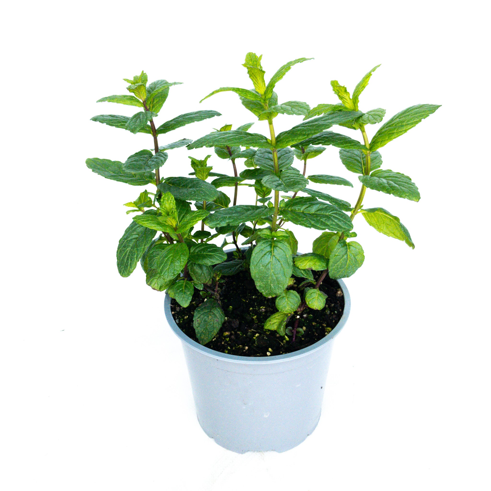 Mint Common - Ready To Go 1.5l