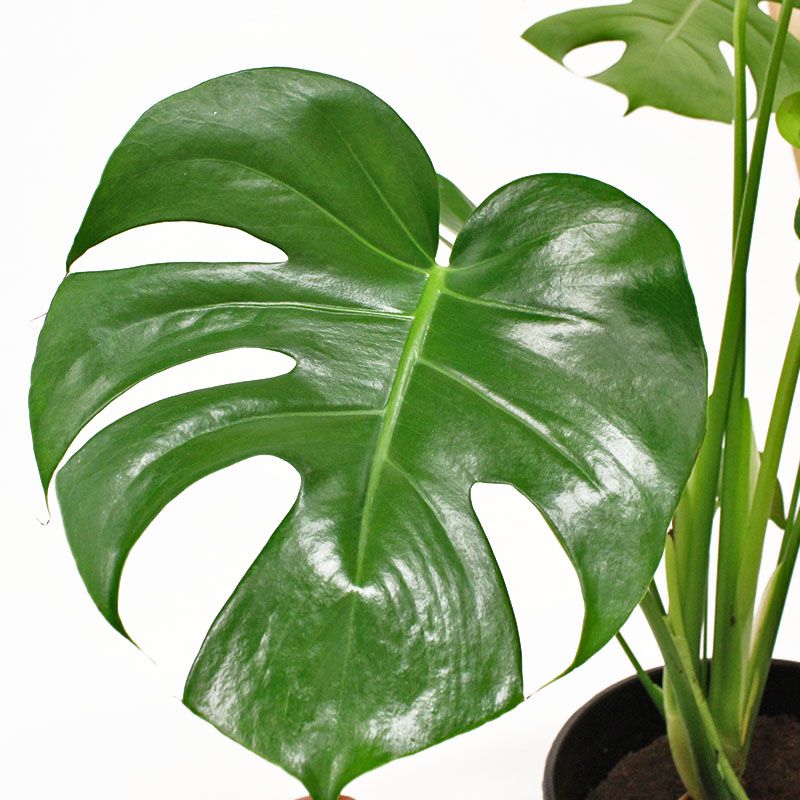 Monstera Deliciosa (fruit Salad Plant) - 200mm