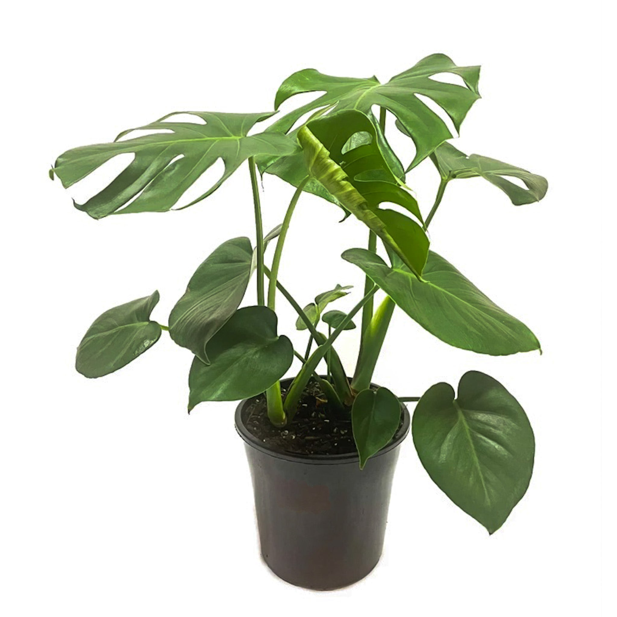 Monstera Deliciosa Double (fruit Salad Plant) - 180mm