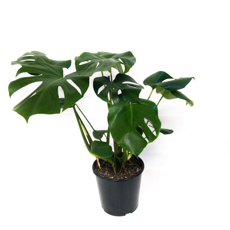 Monstera Deliciosa (fruit Salad Plant) - 20l