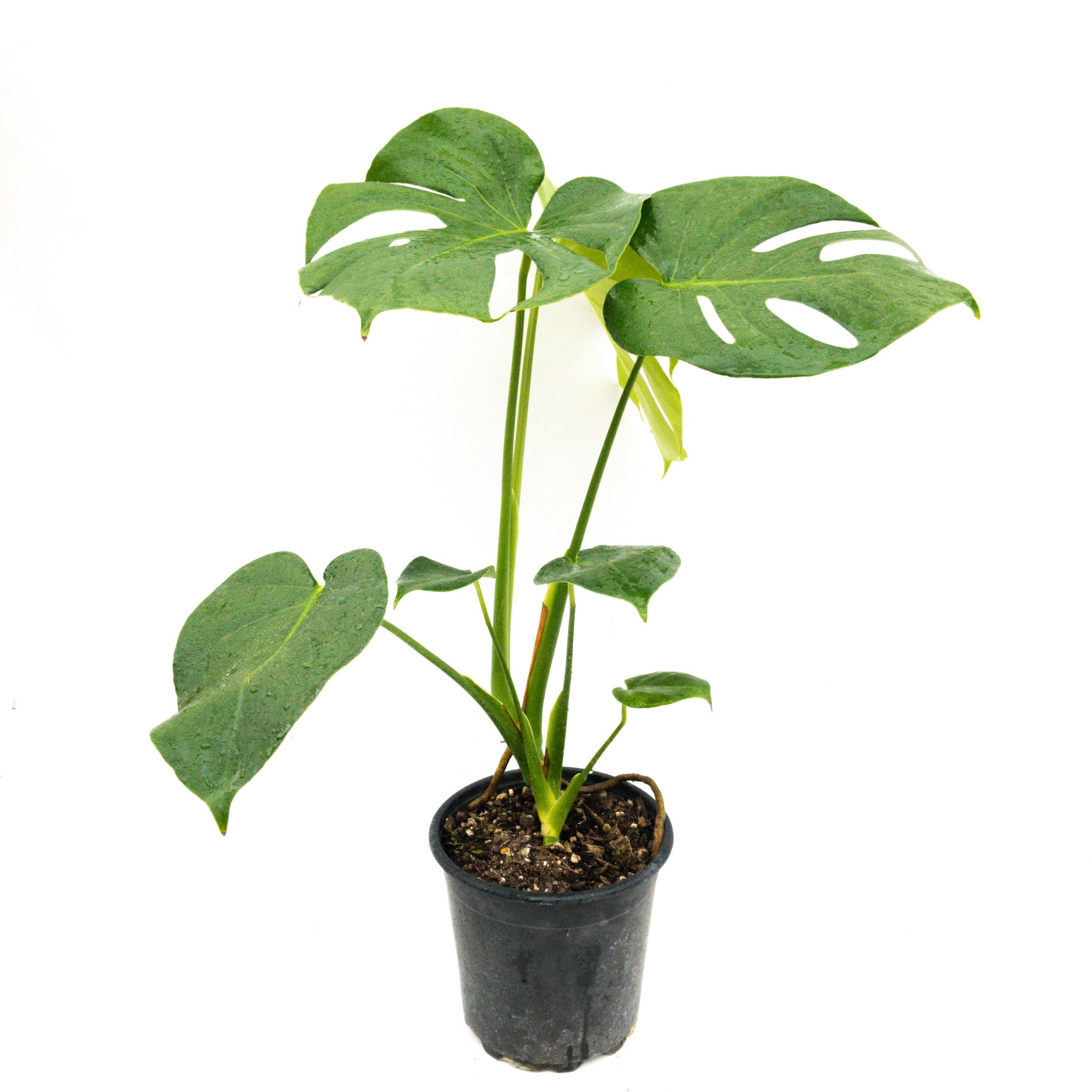 Monstera Deliciosa (fruit Salad Plant) - 2.5l