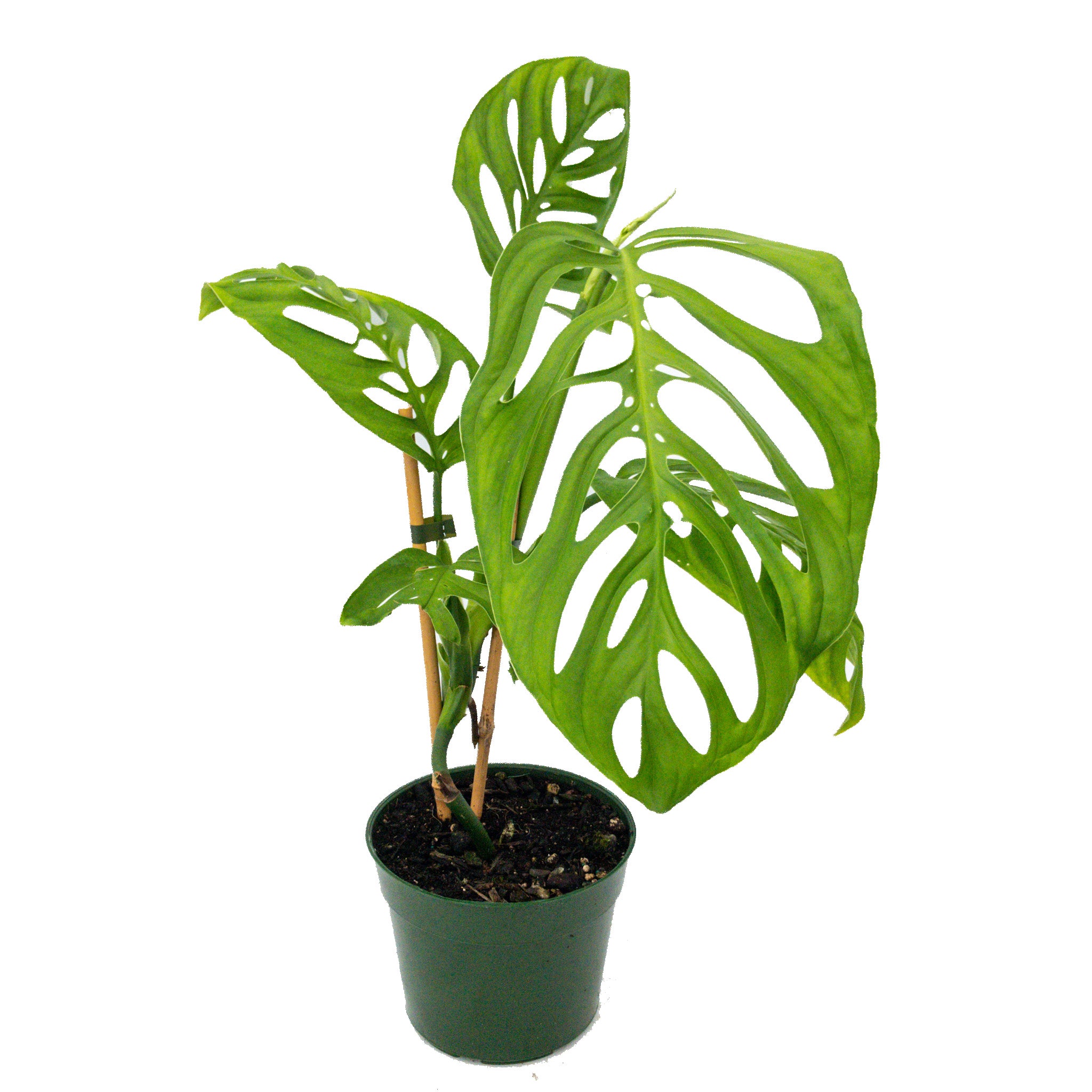 Monstera 'esqueleto' Syn. Epipremnoides - 2l