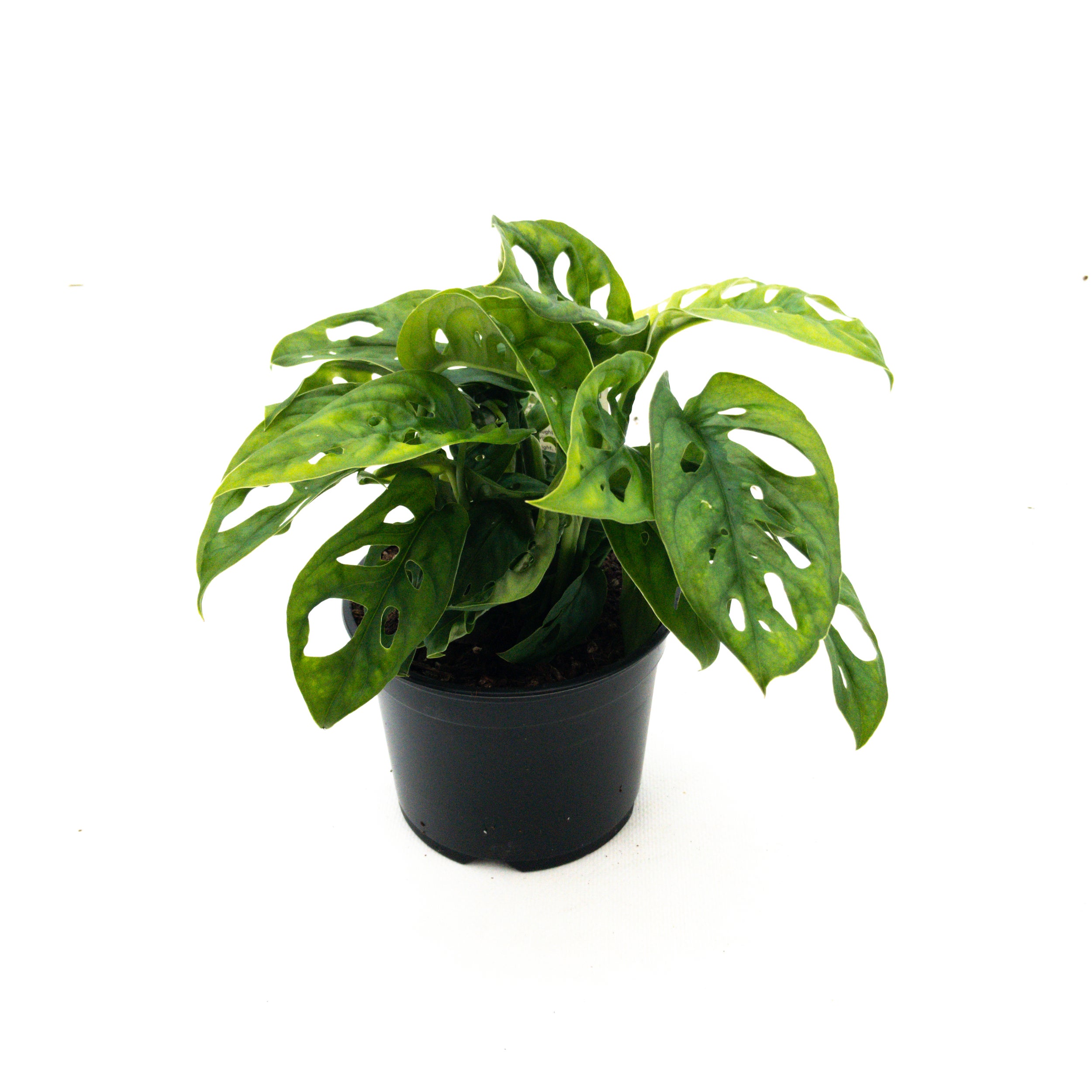 Monstera 'monkey Mask' - 12cm