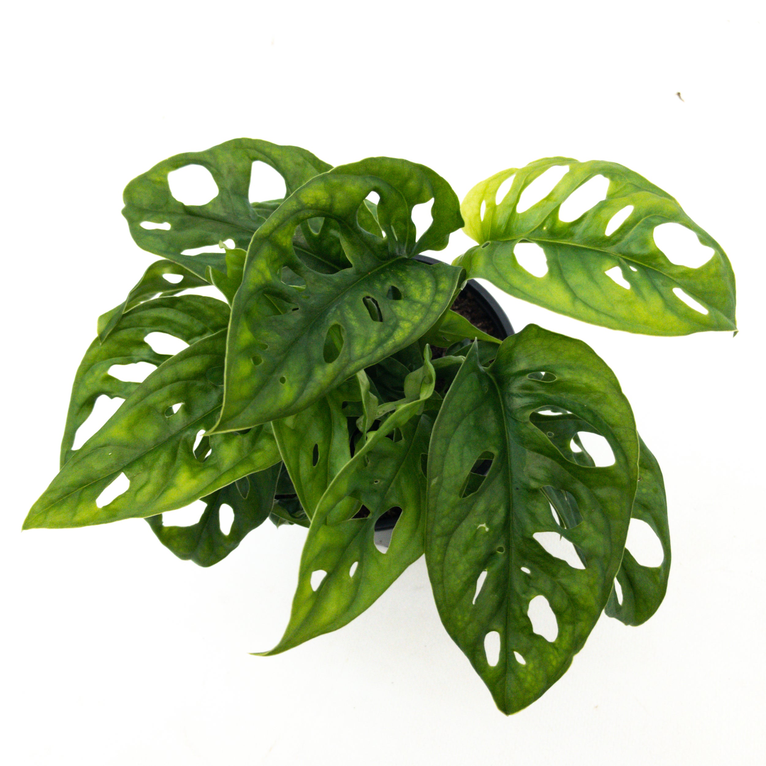 Monstera 'monkey Mask' - 12cm | Foliage | Kings Plant Barn | NZ Garden  Centres, Shop Online, Cafes