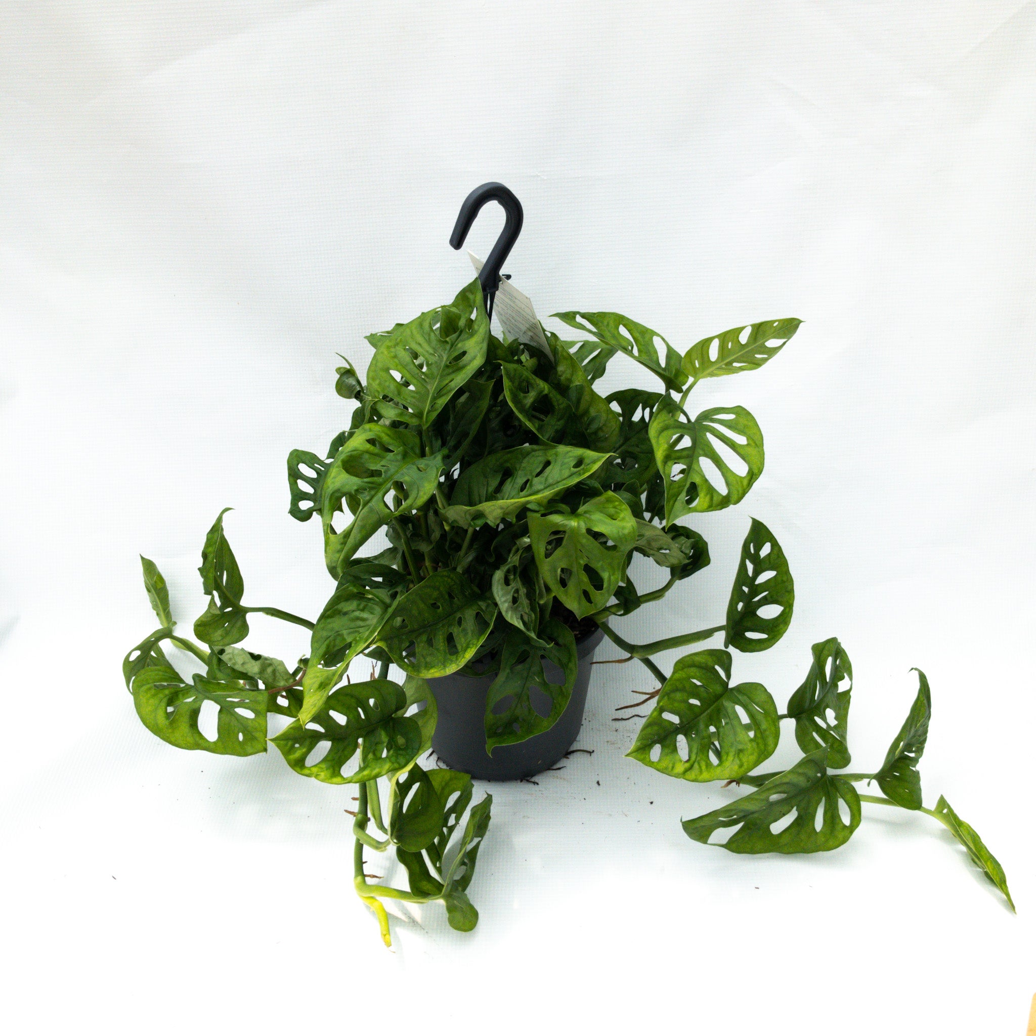 Monstera Monkey Mask Basket - 17cm