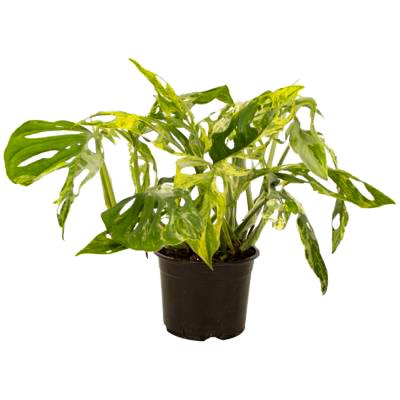 Monstera Monkey Mask Mint- 14cm | Foliage | Kings Plant Barn | NZ Garden  Centres, Shop Online, Cafes