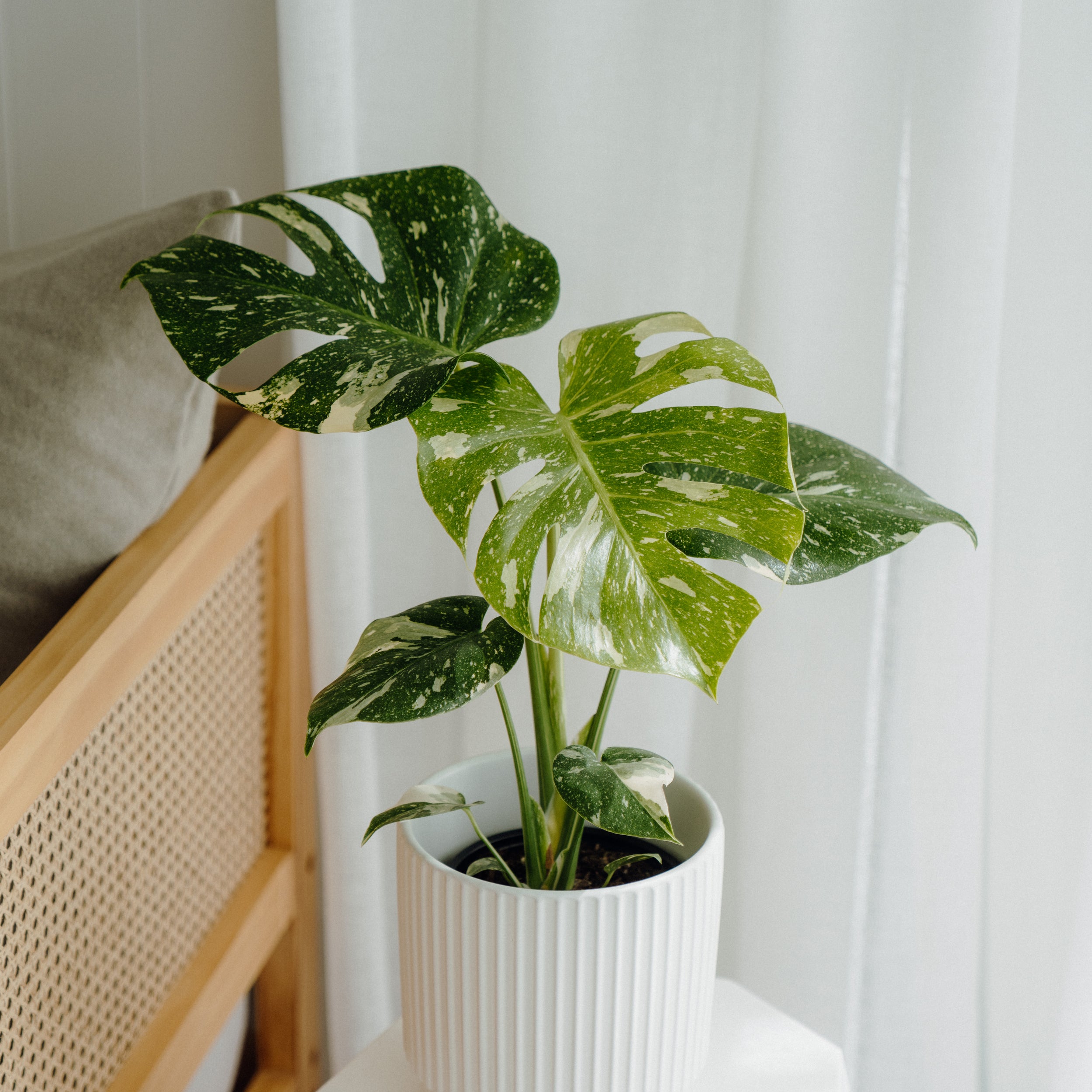 Monstera 'thai Constellation' Variegated 17cm | Foliage | Kings Plant Barn  | NZ Garden Centres, Shop Online, Cafes