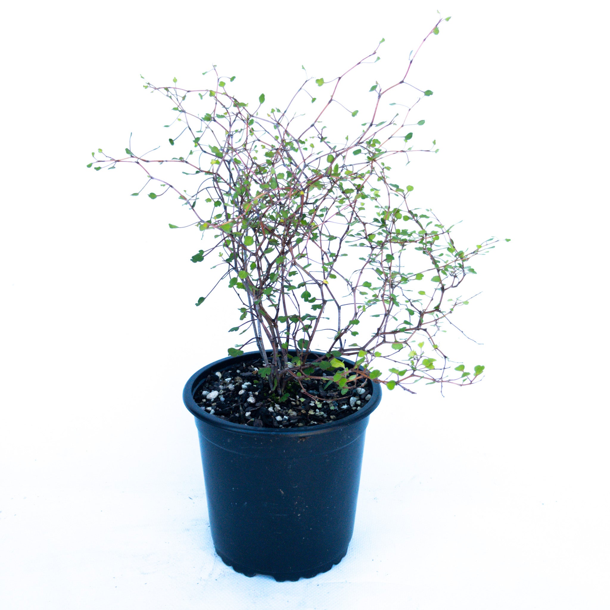 Kings Muehlenbeckia Astonii (wire Bush) - 2.5l