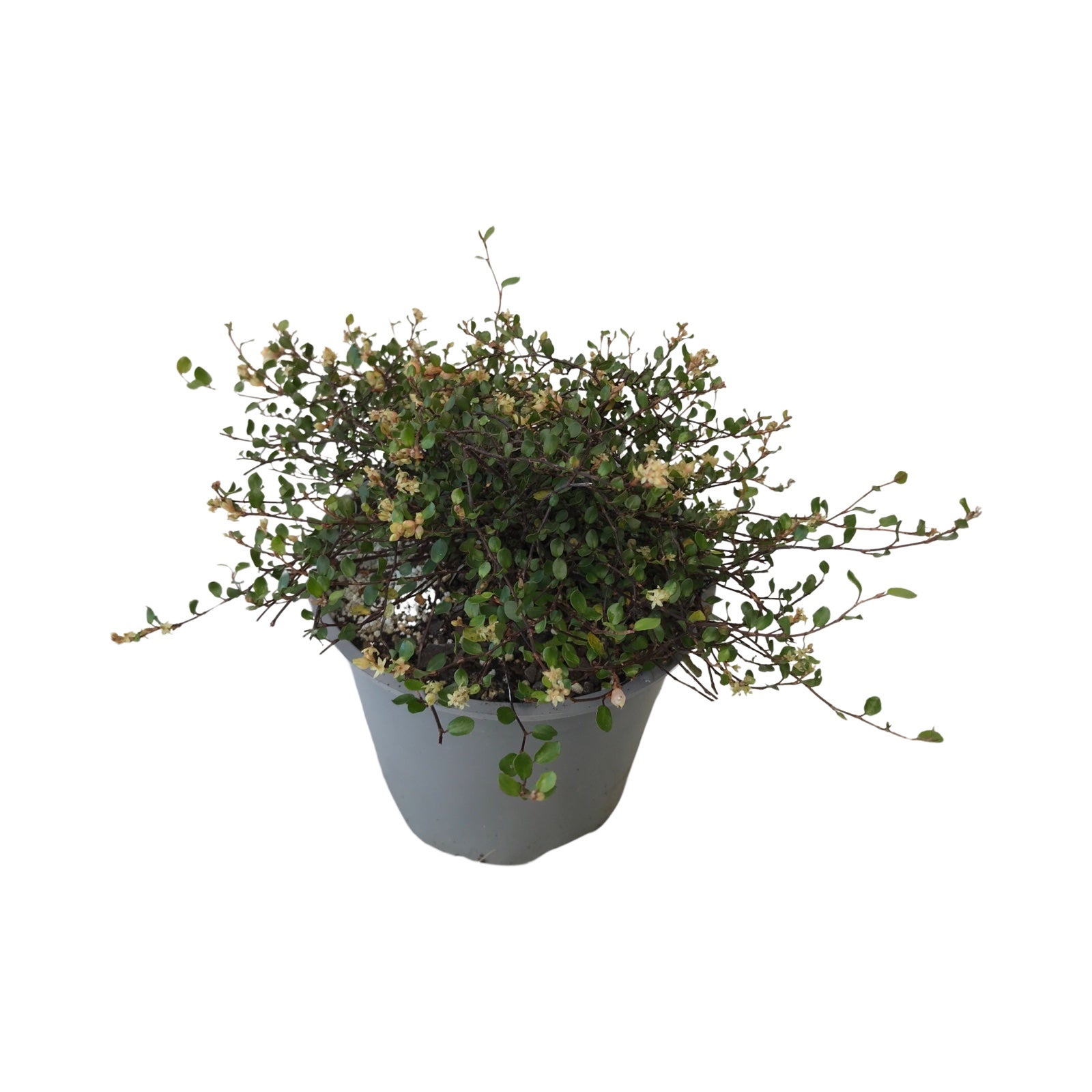 Muehlenbeckia Axillaris - 1.5l
