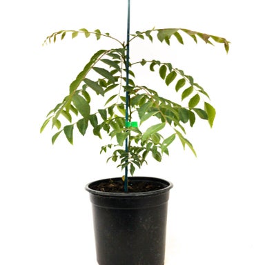 Murraya Koenigii (curry Tree) - 2l