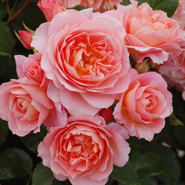 Quintessential - Standard Rose - 6l | Roses | Kings Plant Barn