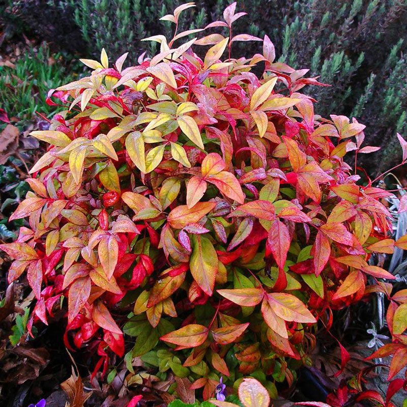Nandina towels online