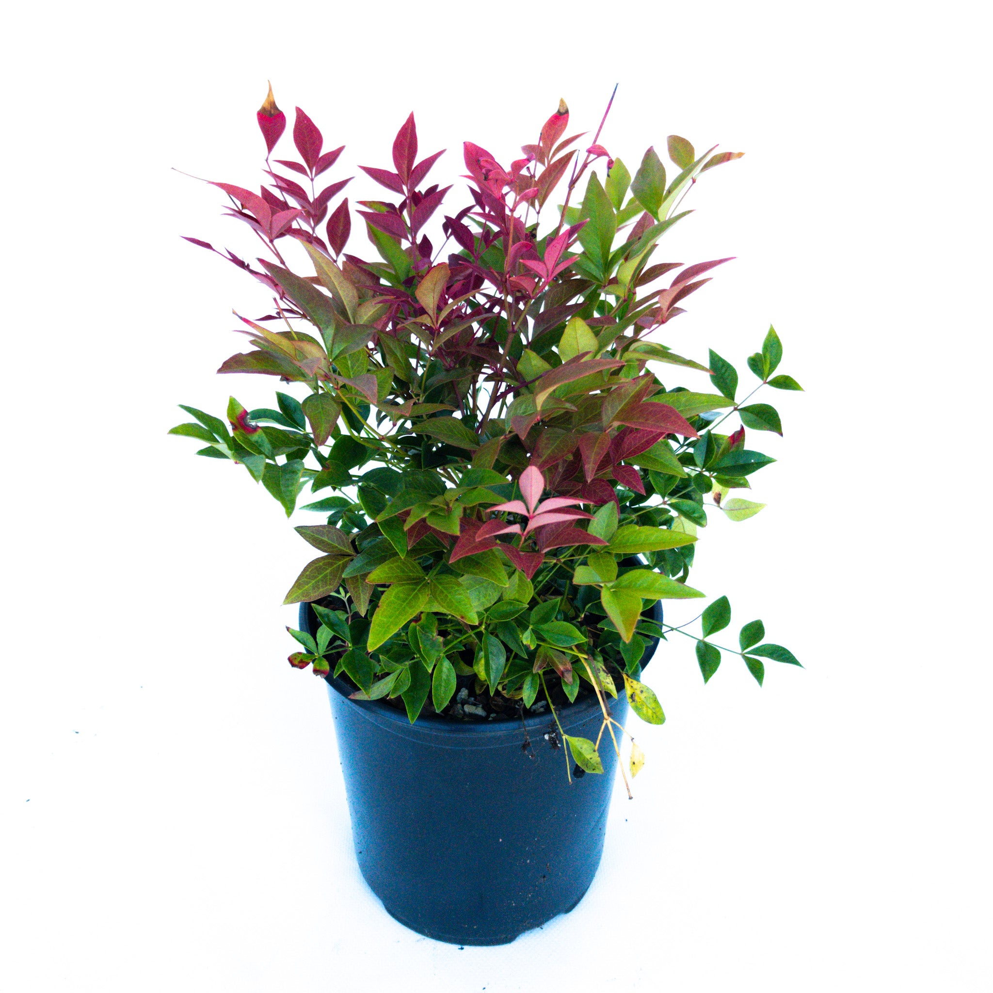 Nandina Domestica Seika Obsession 2.5l