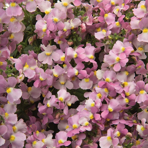 Nemesia Fruticans 'aromance Pink' - 1.5l