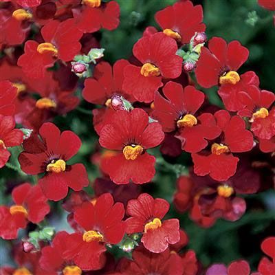 Nemesia Fruticans 'granada' - 1.5l