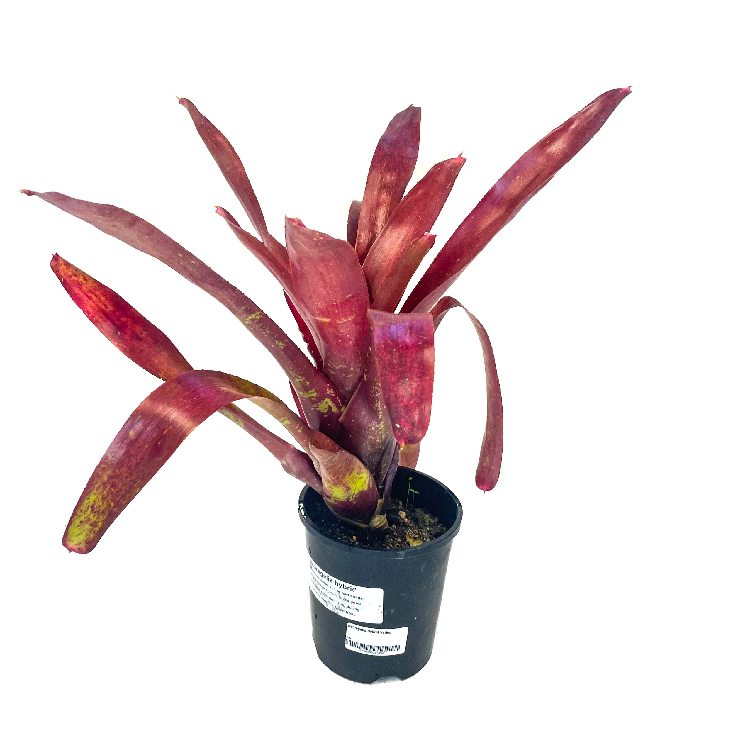 Neoregelia Hybrids (bromeliad) - 150mm | Flowering Perennials | Kings