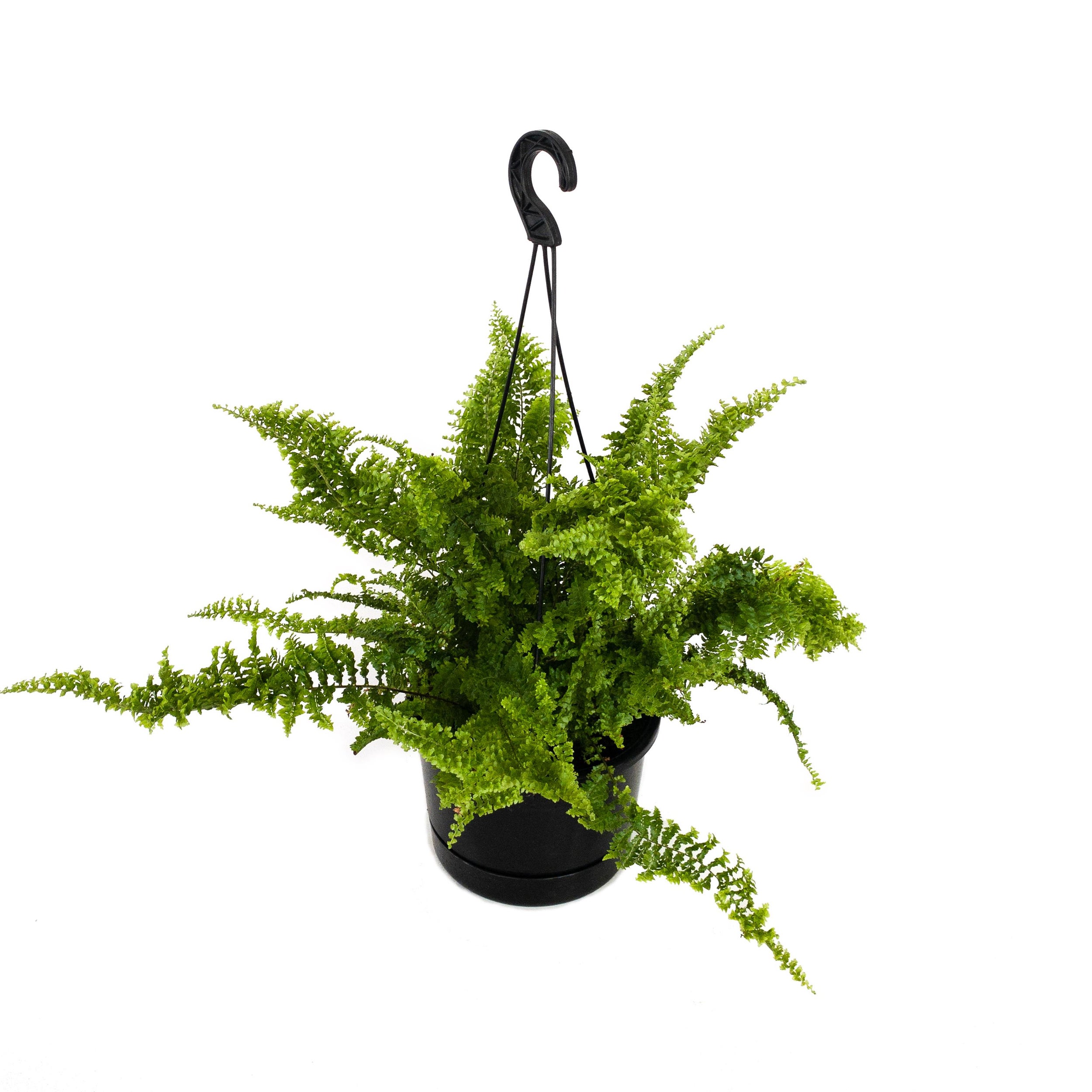 Nephrolepsis Basket Asstd - 175mm