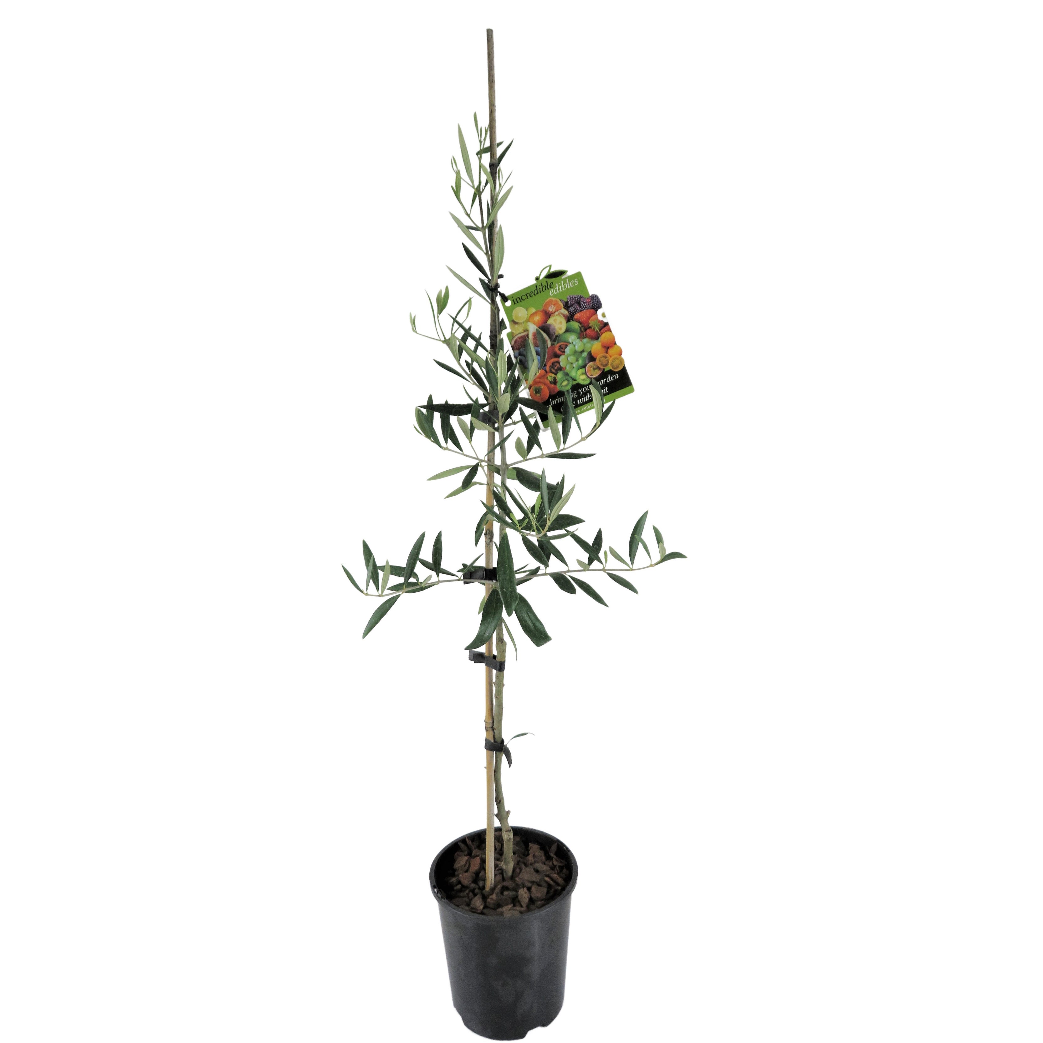 Olive 'el Greco' - 1.9l