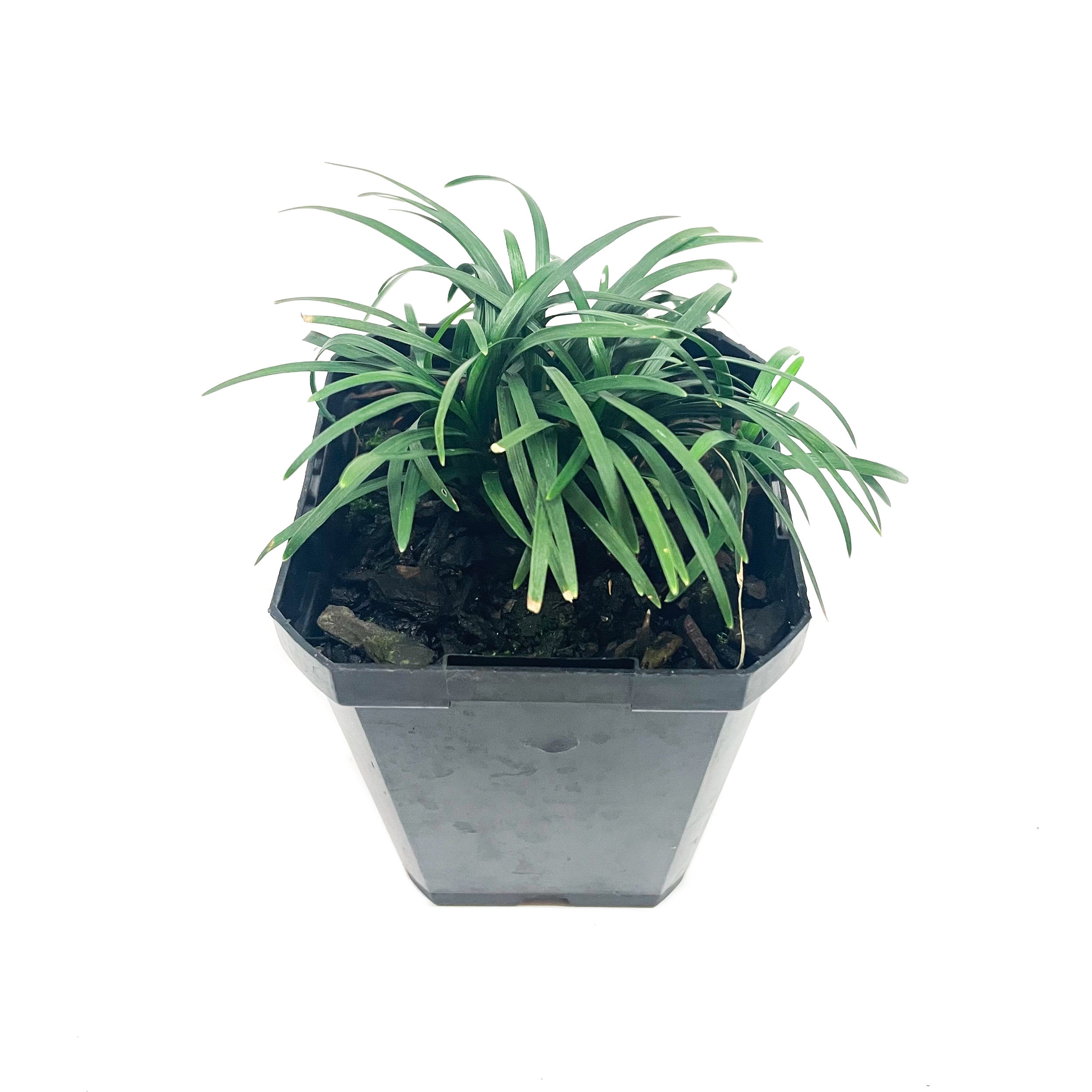 Ophiopogon Japonicus 'nana' (dwarf Mondo Grass)