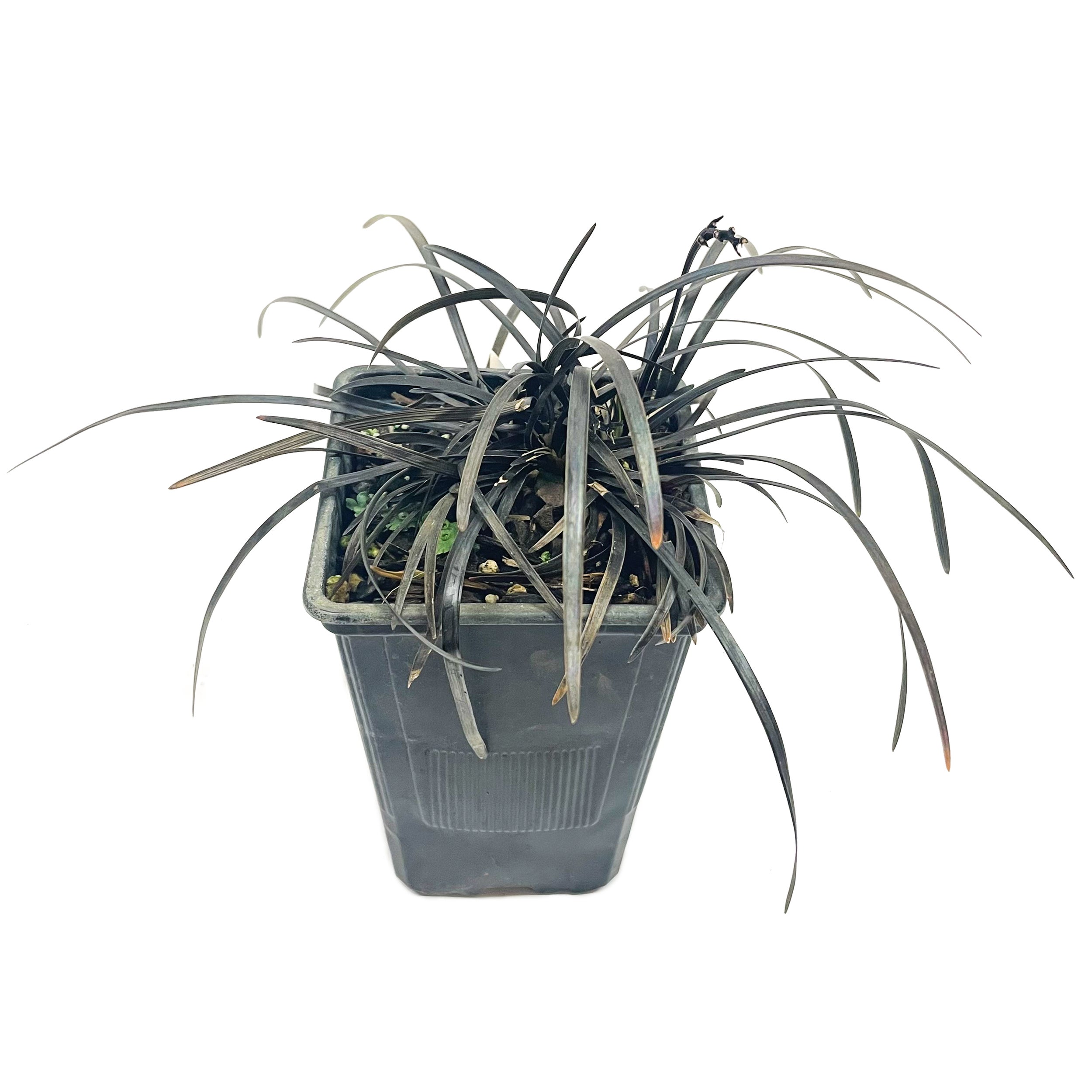 Ophiopogon Planiscapus 'black Dragon' (mondo Grass Black) - 1.5l