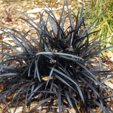 Ophiopogon Planiscapus 'black Dragon' (mondo Grass Black) - 1.3l