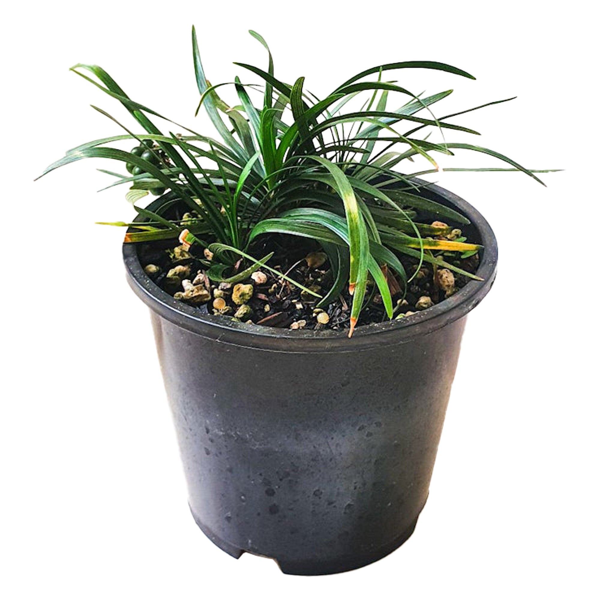 Ophiopogon Planiscapus (mondo Grass) - 1.3l