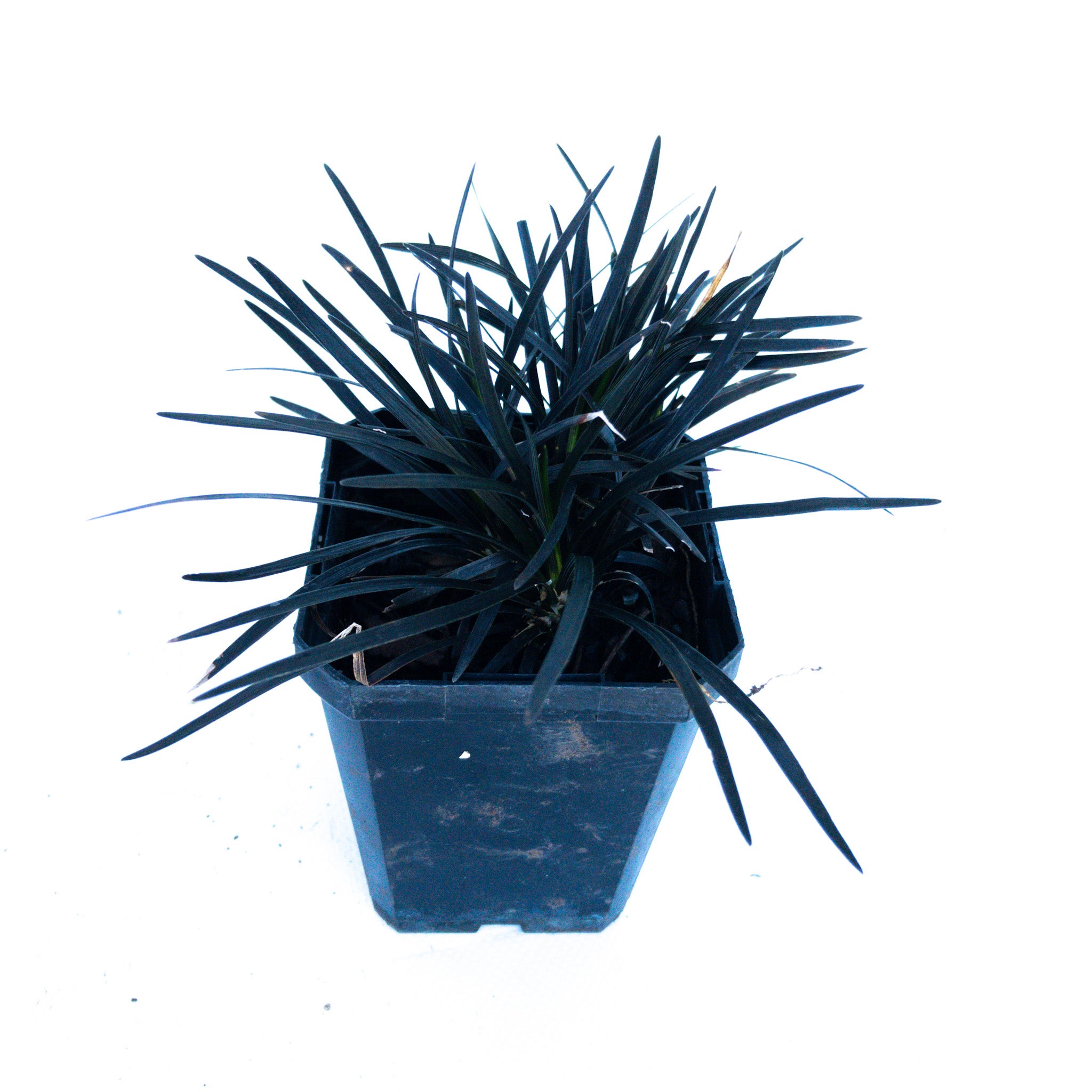 Ophiopogon Short Black (mondo Grass) - 90mm