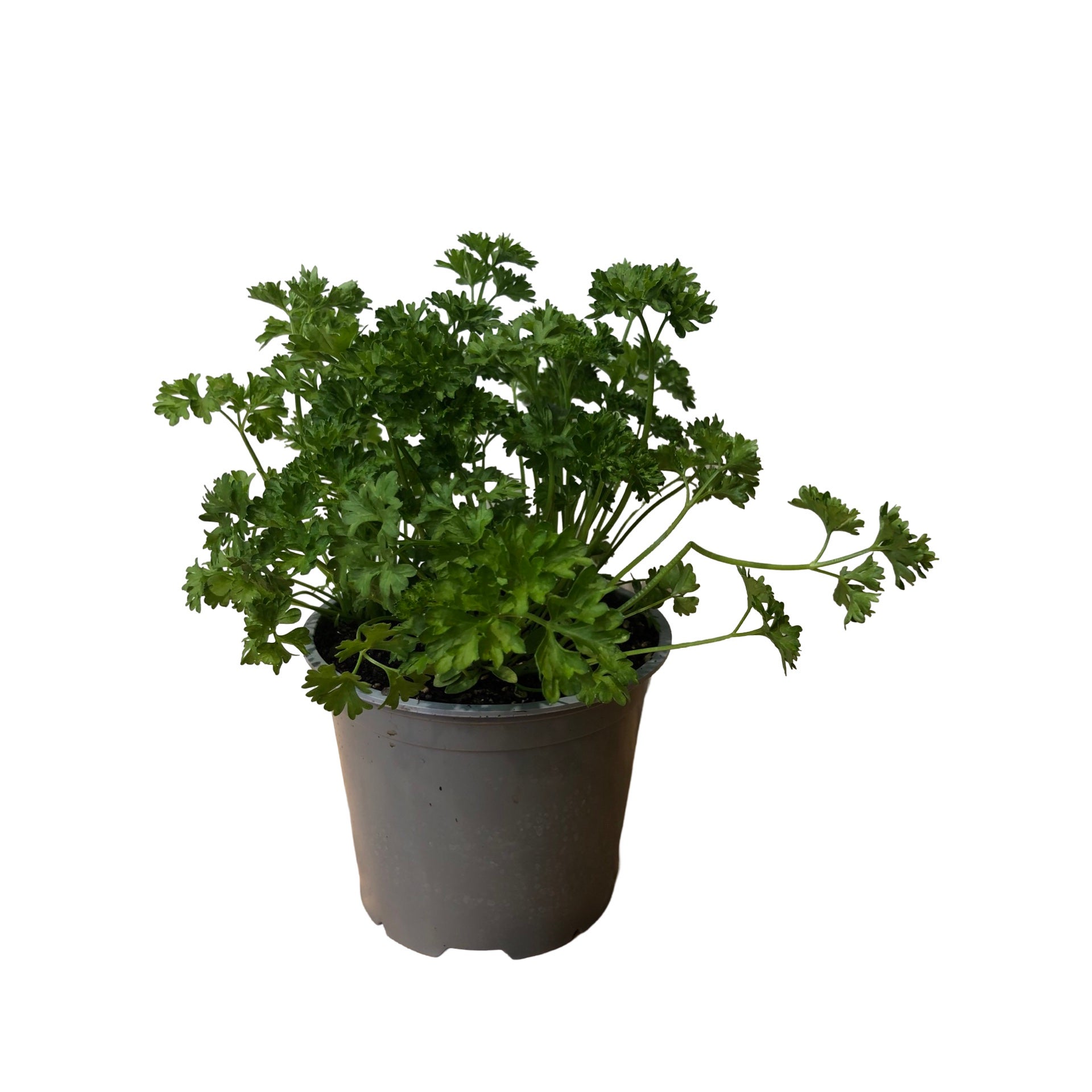 Parsley Curled - Ready To Go 1.5l